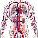Trivia: Sistema circulatorio