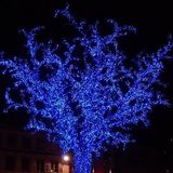 Trivia: El árbol azul